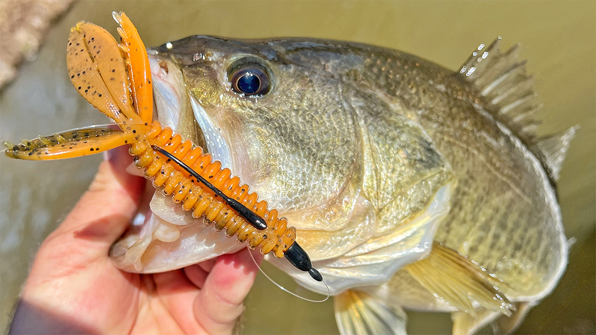 bass with texas-rigged soft plastic in mouth