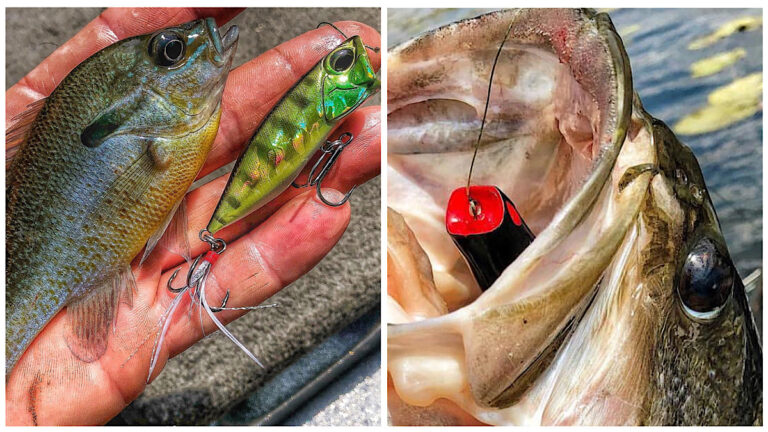 How to Choose between a Topwater Popper and Popping Frog