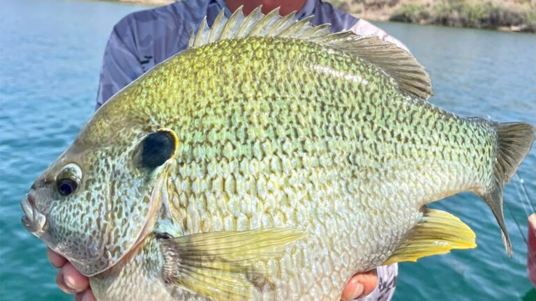 Angler Catches Huge Redear Sunfish