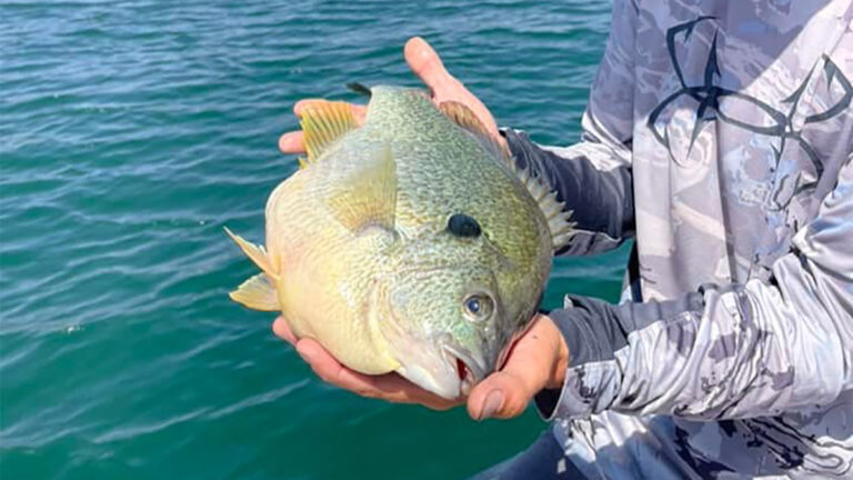 Angler Catches Huge Redear Sunfish