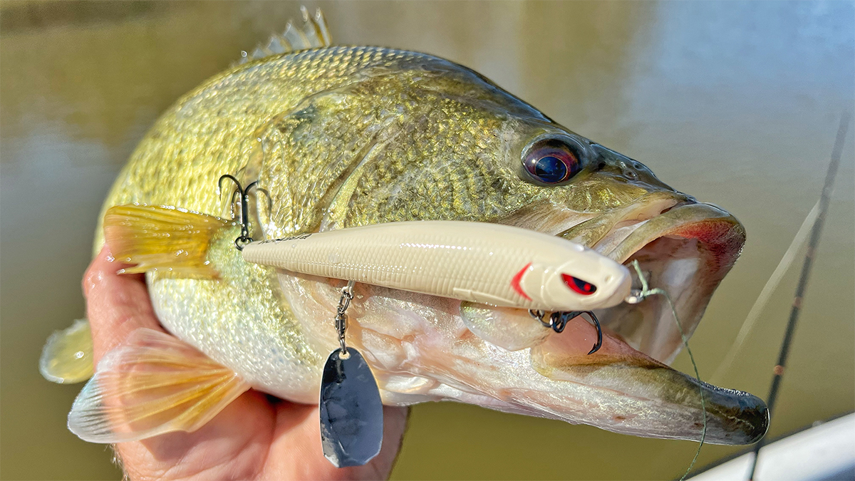 https://assets.wired2fish.com/uploads/2022/05/freedom-tackle-mischief-minnow-bass-fishing-lure-review-2.jpg