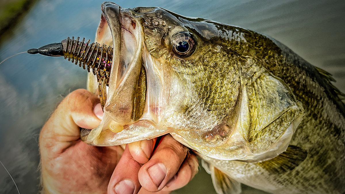 lunkerhunt typhon in bass mouth
