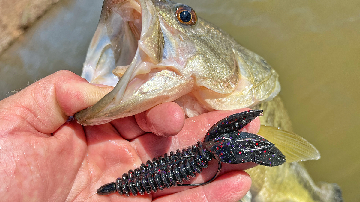 bass with texas-rigged soft plastic