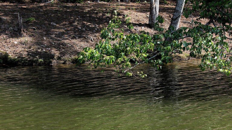 How to Dissect Different Post-Spawn Bass Fishing Phases