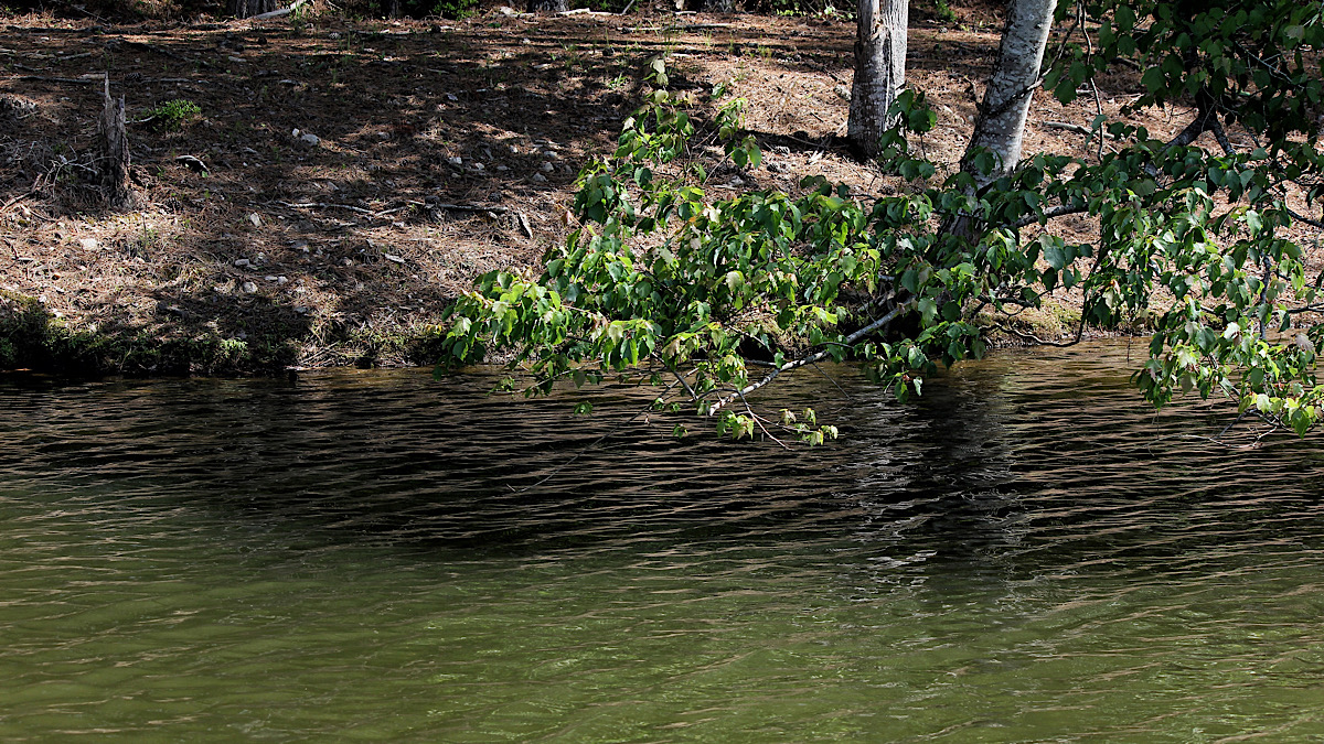 overhanging bushes for bass fishing