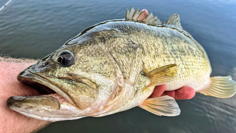 How to Dissect Different Post-Spawn Bass Fishing Phases