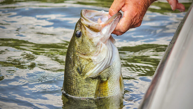 3 Bass Fishing Baits Anyone Can Catch a Bass With