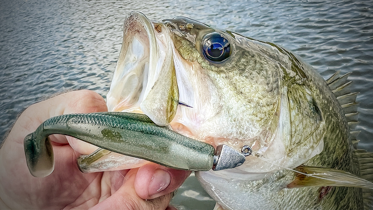 swimbait in bass mouth