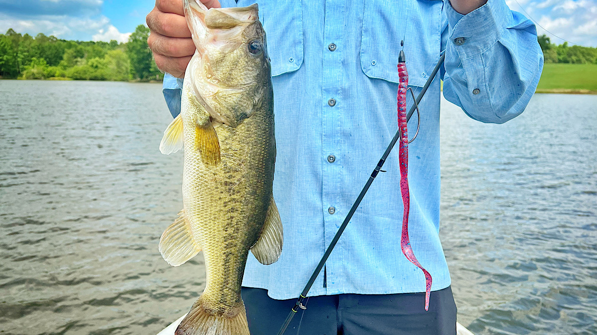angler holding bass caught on soft-plastic worm