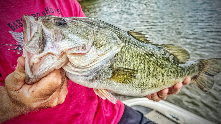 3 Ways to Beat Hot Summer Bass Fishing