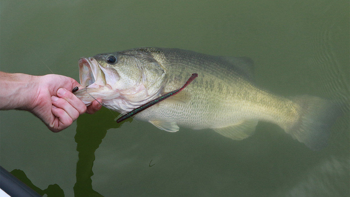 largemouth bass with soft plastic worm in mouth