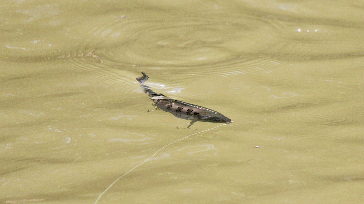 bass fishing glide bait in water