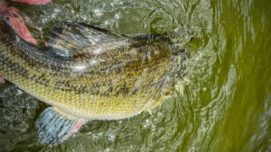 3 Overlooked ChatterBaits You Should Try Soon