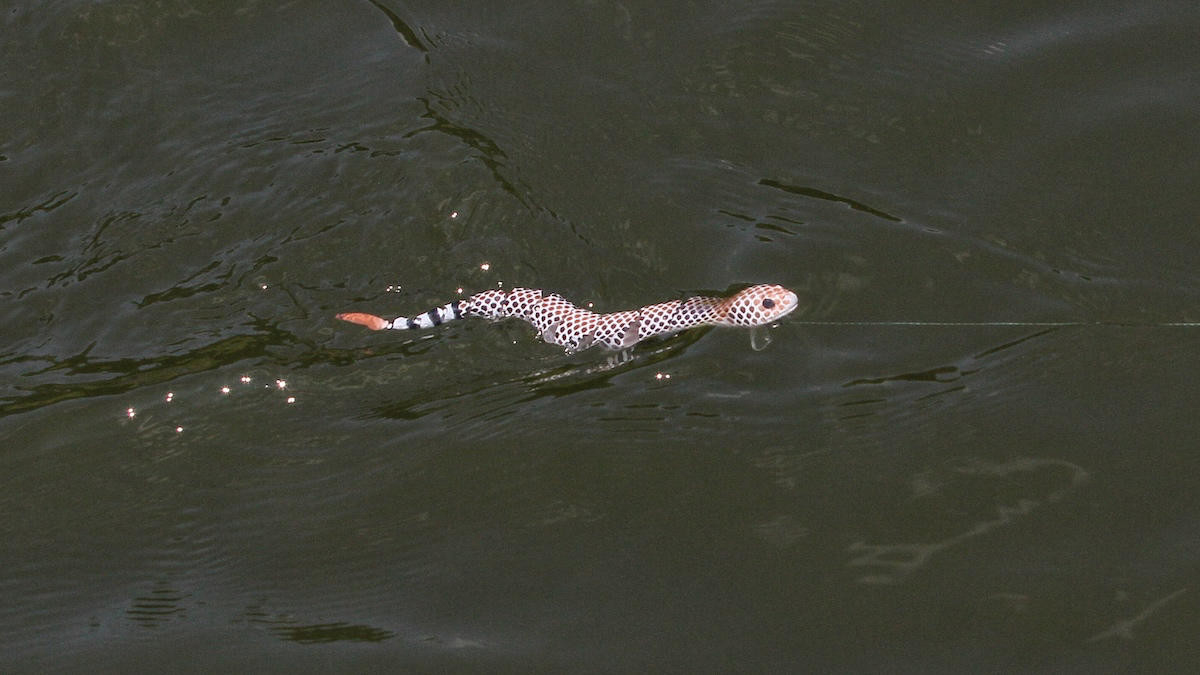snake bass fishing bait
