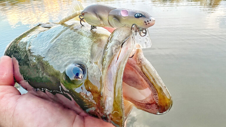 3 Wild-Looking Bass Fishing Baits That Catch Big Bass
