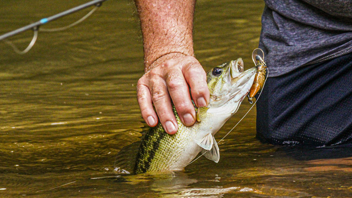 angler grabbing bass in creek