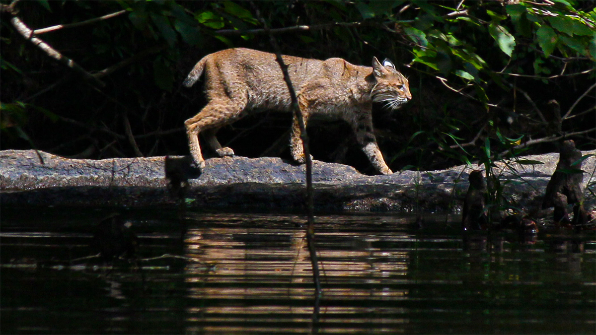 bobcat on log in creek
