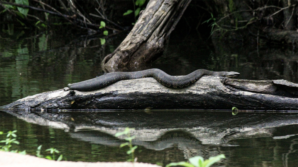 water moccasin on log in creek