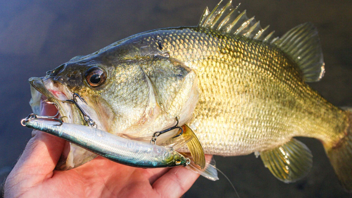 What's your go to jerk bait color?!?! #bass #bassfishing #jerkbait