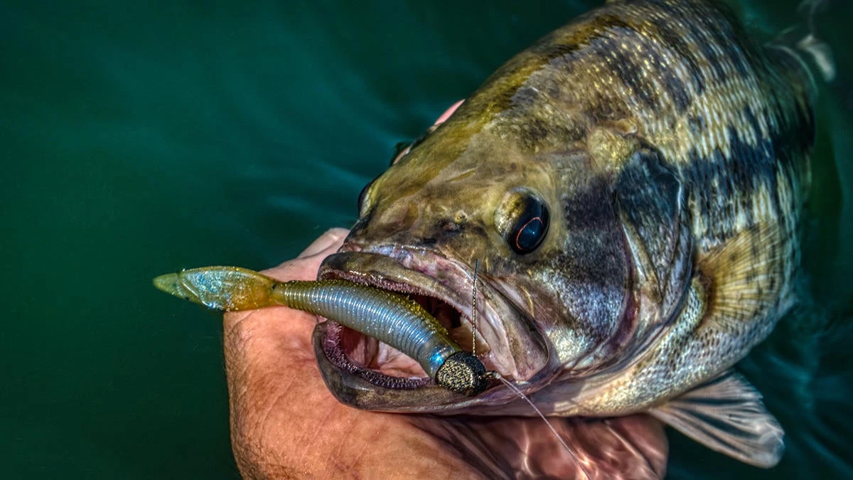 Ned Rigs: The Complete Guide to Ned Rig Fishing - Wired2Fish