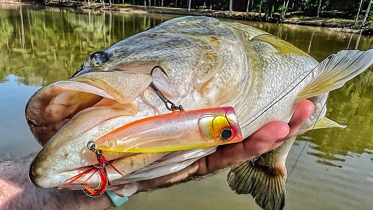 Selecting the Proper Spinnerbait Blade - Wired2Fish