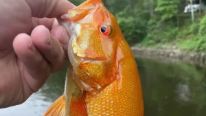 Angler Catches Rare Golden Smallmouth Bass