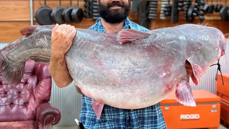 Angler Catches MS State Record Catfish