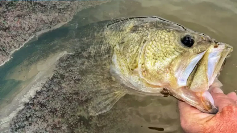 3 Awesome Ways to Get Bites from Pressured Summer Bass