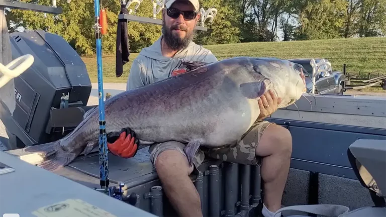 Pending Record Catfish Caught in Tennessee