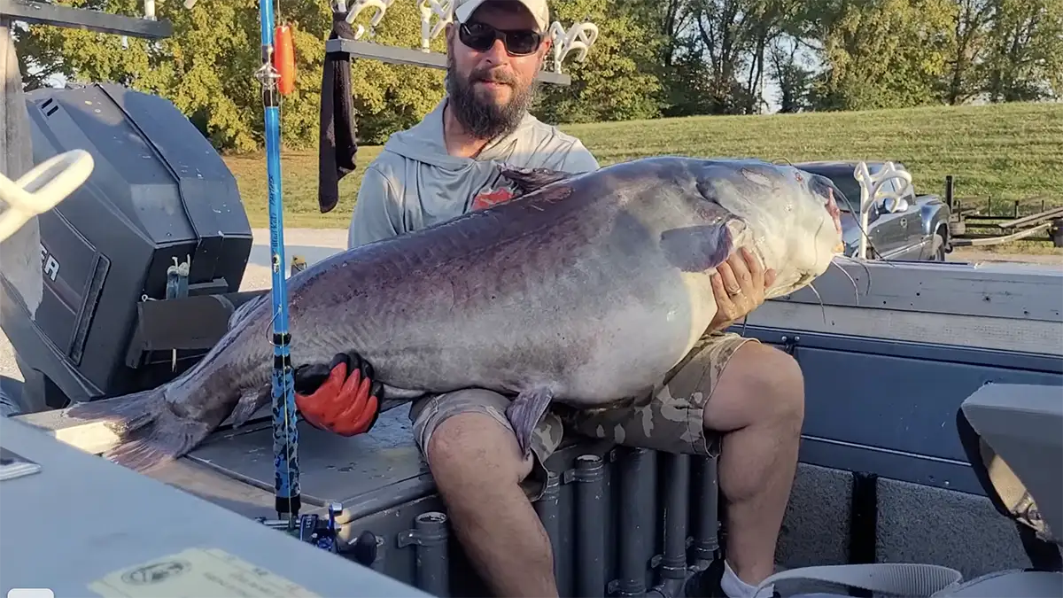 Big Blue catfish in tennessee