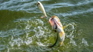 choppo bass topwater jump sealock
