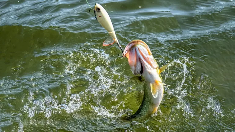 3 Prime Targets for Early Fall Topwater Fishing