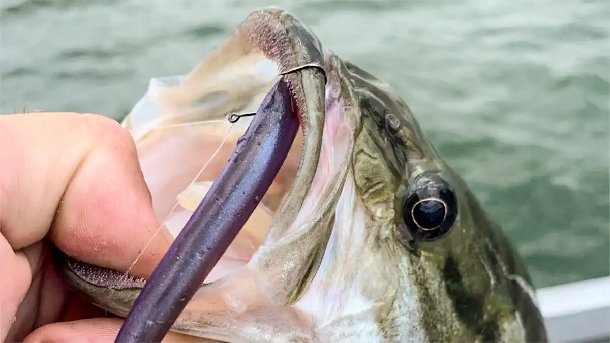 I'm starting to look around for a longer, more powerful lure rod for  heavier lures and/or some surf based bass fishing - how about some of the  lighter US striped bass rods? —