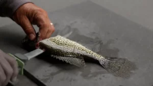 How to Fillet Crappie Quickly with Mr. Crappie