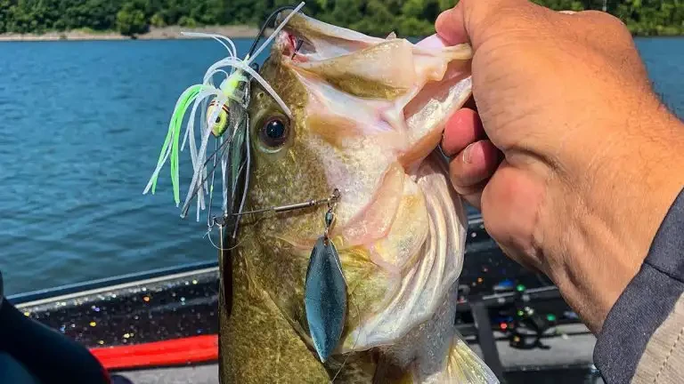 Best Spinnerbaits for Fishing in 2024 - Wired2Fish