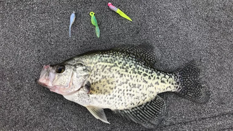 Best Crappie Jigs – Buying and Fishing Guide