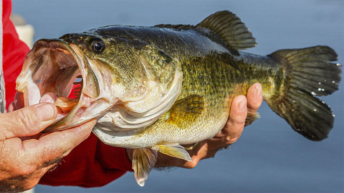 How to Select and Fish Complementary Baits - Wired2Fish