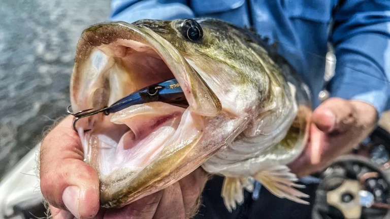 Learn How to Fish Wintertime Bluffs for Bass - Wired2Fish