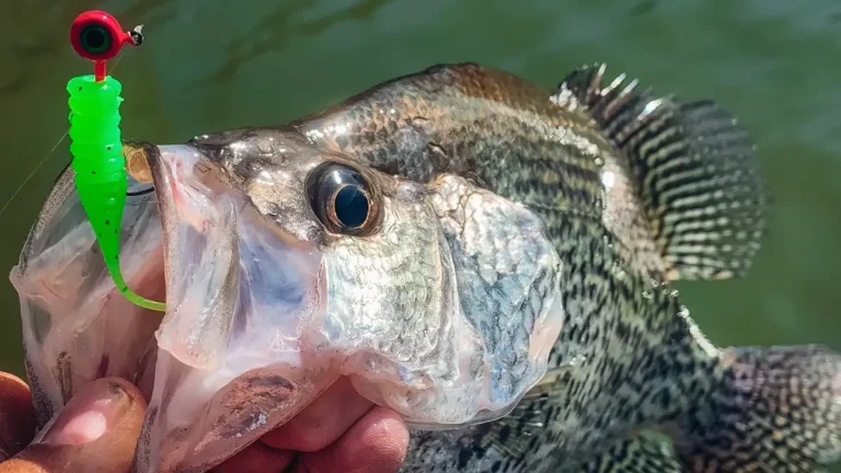 Best Crappie Jigs – Buying and Fishing Guide