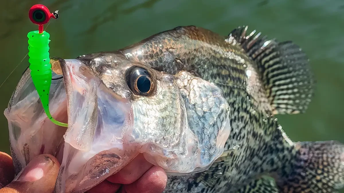 GREAT CRAPPIE JIGS- Does Size & Colour really matter? 