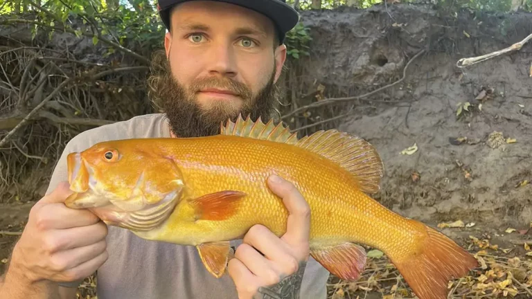 Second Golden Smallmouth Bass Caught in Michigan