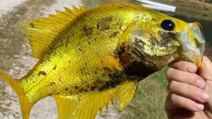 Woman Catches Rare Golden Crappie in Missouri