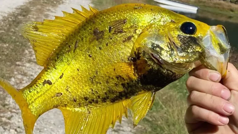 Woman Catches Rare Golden Crappie in Missouri