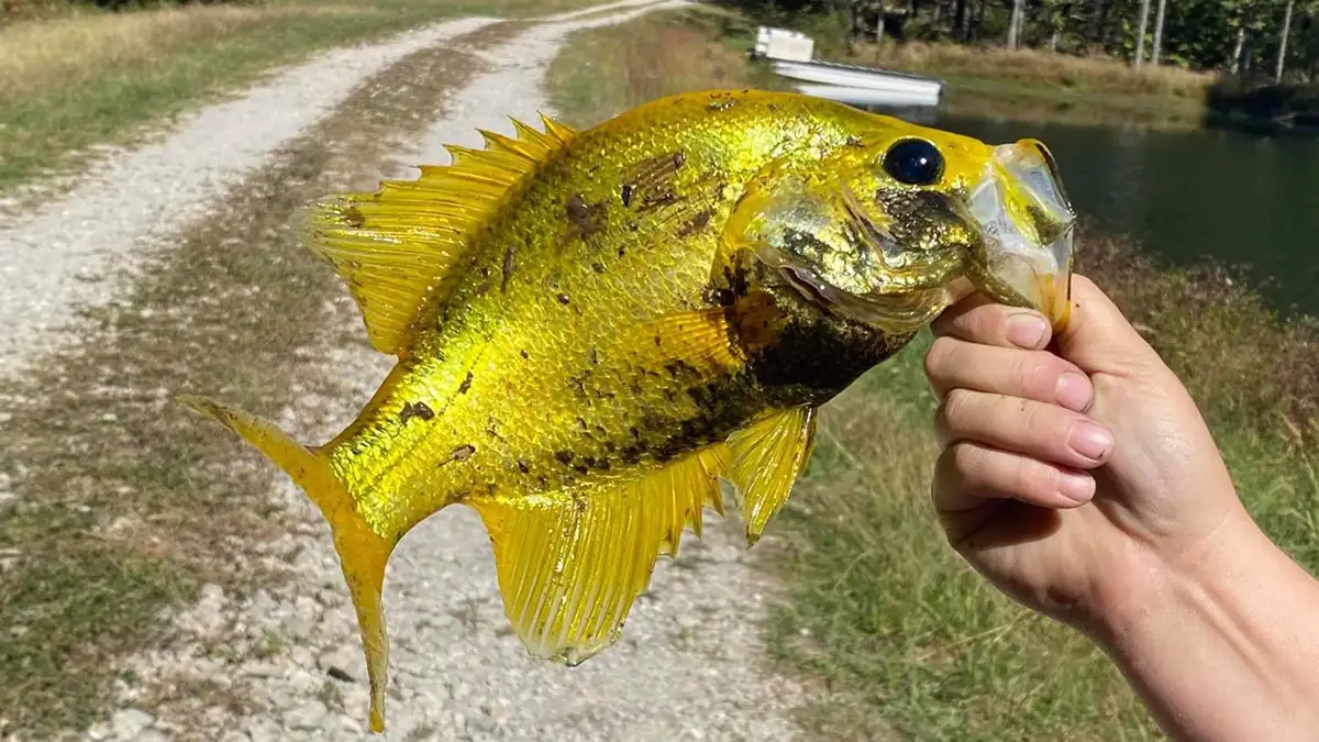 Woman Catches Rare Golden Crappie in Missouri - Wired2Fish