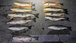 Poachers Busted in Rhode Island for Keeping Short, Too Many Fish