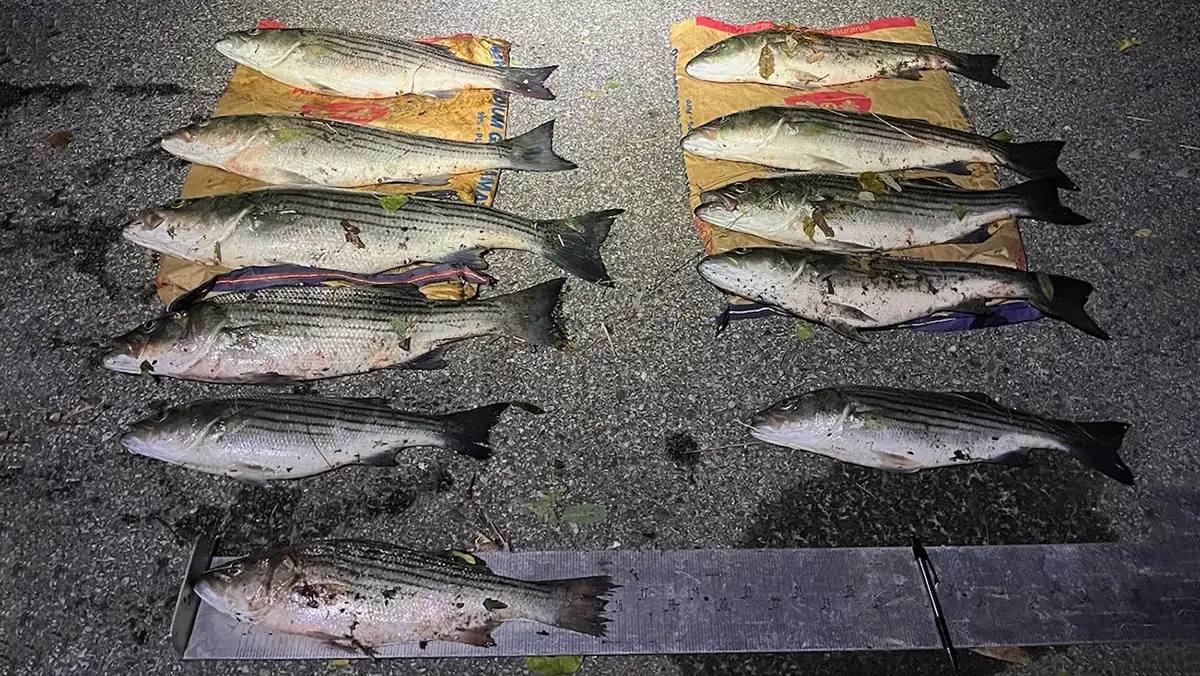 Poachers Busted in Rhode Island for Keeping Short, Too Many Fish -  Wired2Fish