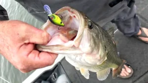 5 Great Crankbaits for Fall Bass Fishing