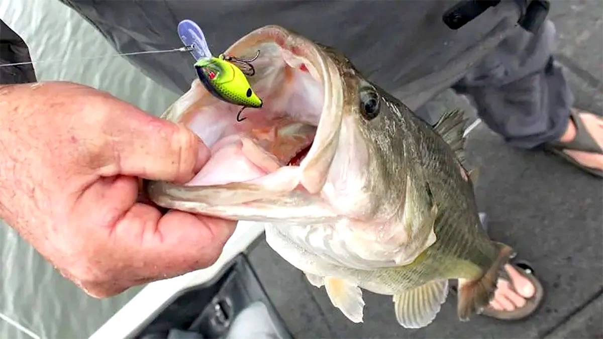 Best Flat-Sided Crankbaits for Bass - Wired2Fish