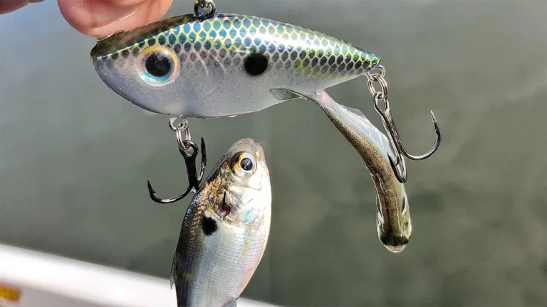 5 Situations that Cause Bass to Group up