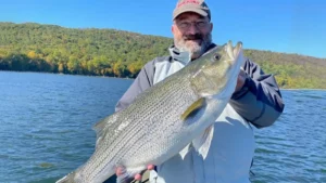Angler Catches Record Hybrid Striped Bass in NJ